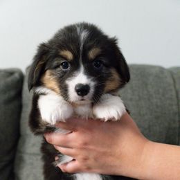Jesse - Black and tan female Pembroke Welsh Corgi puppy in Orange County, California from Han Dynasty Corgis
