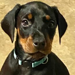 Doberman Pinscher and Labrador Retriever Puppies from Mississippi K9 Kennel