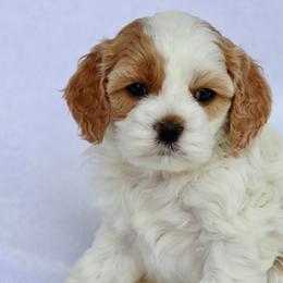 Willow - Blenheim female Cavapoo puppy in Vineyard, Utah from Pitter Patter Puppies