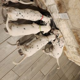 Dalmatian Puppies from America's Dalmatian Friends