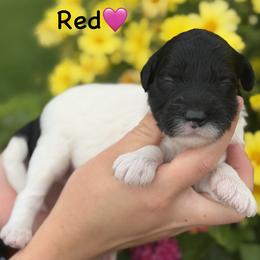 Red - Black tri-color female Aussiedoodle puppy in Lancaster, Minnesota from Finney Ranch