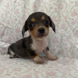 Girl 1 - Dapple female Dachshund puppy in Galax, Virginia from Dells  Dachshund’s