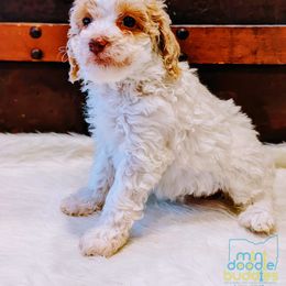 Girl 4 - Parti Goldendoodle puppy in Ohio from Mini Doodle Buddies
