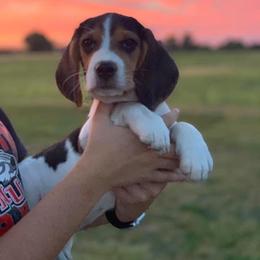 Willow - Beagle