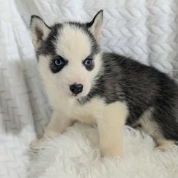 Lucy - Black and white female Siberian Husky puppy in Hebron, Kentucky from Glacier Run Huskies