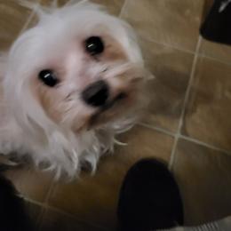 Jasper - Maltipoo