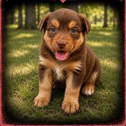 Wynonna -Red Tri - Red tri-color female Australian Shepherd puppy in Hugo, Colorado from Frying Pan Ranch Australian Shepherds