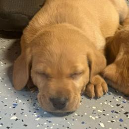 Purple - Yellow male Labrador Retriever puppy in Wayne, Oklahoma from Deniece & Travis Hawkins