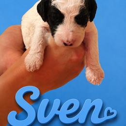 Sven - Parti male Poodle puppy in Washington, Pennsylvania from Patriotic Poodles