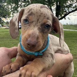 Basset Hound and Dachshund Puppies from Heyliger Hounds