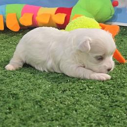 Lacey - White female Maltese puppy in Aurora, Missouri from KnJ Precious Paws LLC