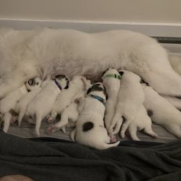 Great Pyrenees Puppies from Sweet Land of Liberty
