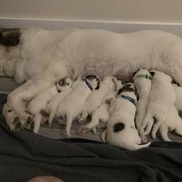 Great Pyrenees Puppies from Sweet Land of Liberty