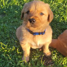 Golden Retriever Puppies from Cedar Life Goldens