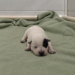 Dean - Blue male Australian Cattle Dog puppy in Scurry, Texas from RedHorizon AKC Australian Cattle Dogs (Heelers)