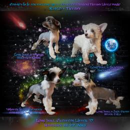 Chinese Crested and Rottweiler Puppies from Long Rotts & Long Haul Cresteds
