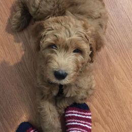 Goldendoodle Puppies from Doodle Devotion