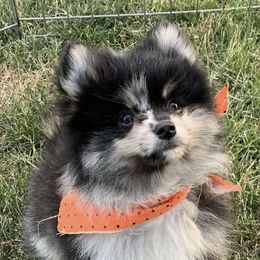 Pomskies from Pinny Pomskies