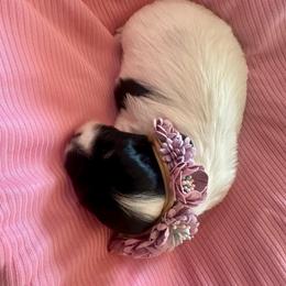 Mercedes - Black and white female Havanese puppy in Hawthorne, Florida from Havanese Acres