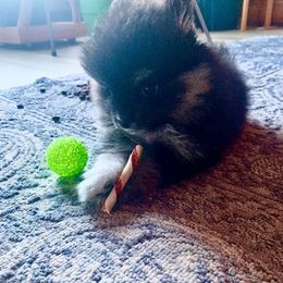Pomeranian Puppies from Paula’s Pomeranians
