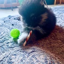 Pomeranian Puppies from Paula’s Pomeranians