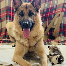 German Shepherd All Grown Up from Angel Oak German Shepherds