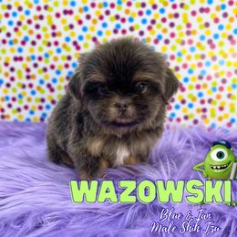 Boy - Blue male Shih Tzu puppy in Cypress, Texas from Brady's Birddogs