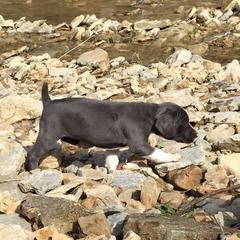 Mountain Cur Puppies from Walnut Ridge Mountain Curs