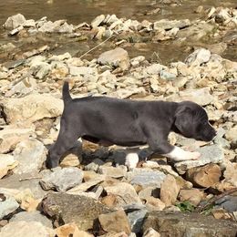 Mountain Cur Puppies from Walnut Ridge Mountain Curs