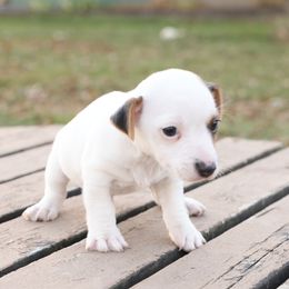 Nerf - Tri-color male Jack Russell Terrier puppy in West Bend, Iowa from Blue Skies Terriers