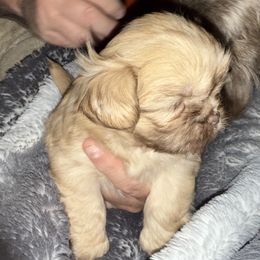 Girl 1 - Liver female Shih Tzu puppy in Statesville, North Carolina from Grimmly Blue’s Shih Tzus