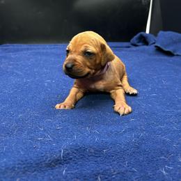 Girl 5 (Baby Pink) - Wheaten blk nose female Rhodesian Ridgeback puppy in Ocala, Florida from DogWood Kennels