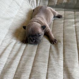 Faith - Blue fawn female French Bulldog puppy in Alabama from Southern Bulldogs