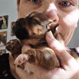 Baby Girl - Gold female Yorkshire Terrier puppy in Tucson, Arizona from Neptune Cove
