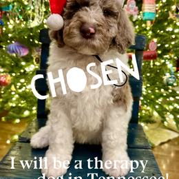 Eeyore - male Newfypoo puppy in Jackson, Missouri from Two Sisters Ranch, LLC