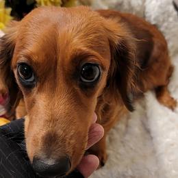 Dachshund Puppies from CLARK'S BREEDING PROGRAM
