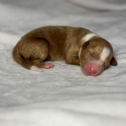 Haven - Apricot female Goldendoodle puppy in Pleasant Prairie, Wisconsin from Prairie Doodle Dogs