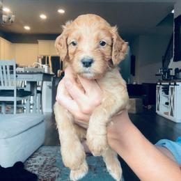 Purple - female Golden Mountain Doodle puppy in Leander, Texas from Olive Grove Doodles