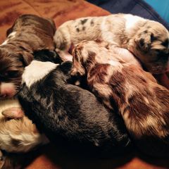 Bordoodle Puppies from Brisby Bordoodles