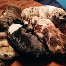 Bordoodle Puppies from Brisby Bordoodles