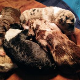 Bordoodle Puppies from Brisby Bordoodles