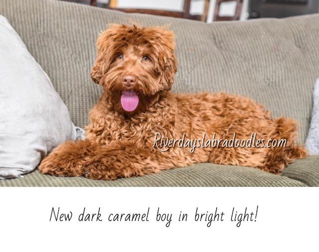 Roux (pronounced Roo)