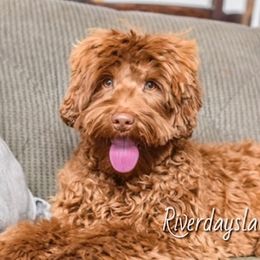 Roux (pronounced Roo) - Australian Labradoodle