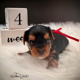 Standard girl red - Black and tan female Yorkshire Terrier puppy in Machesney Park, Illinois from Three Yorkie Family