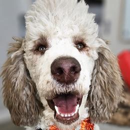 Labradoodles and Poodles from Caris Paws Poodles and Doodles