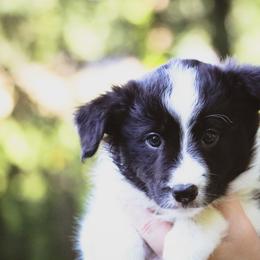 Lily - Black female Border Collie puppy in Dallas, Texas from Effervescent Border Collies