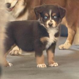 Bambi - Red tri-color male Miniature American Shepherd puppy in Prunedale, California from 4MLA STABLES