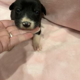 Border Collie Puppies from Vowell Farm Border Collies