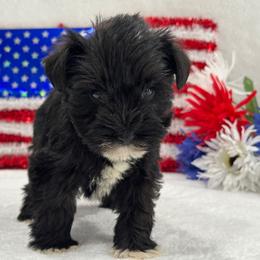Piper Female 1 - Black female Miniature Schnauzer puppy in Pageland, South Carolina from New Haven Farms