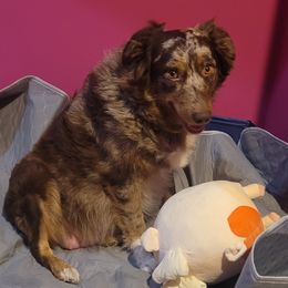 Koko - Miniature Australian Shepherd